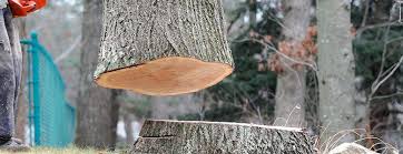Best Commercial Tree Services  in Clive, IA