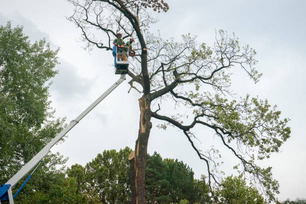 Best Tree Risk Assessment  in Clive, IA