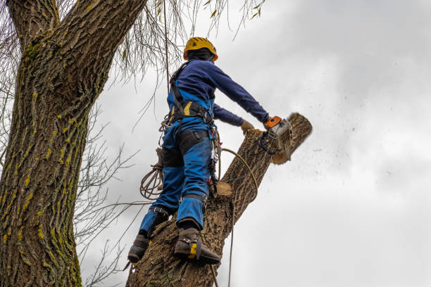 Professional Tree Services in Clive, IA