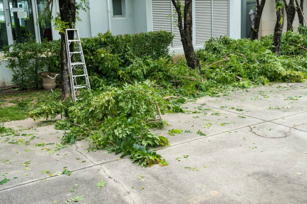 Best Tree Mulching  in Clive, IA