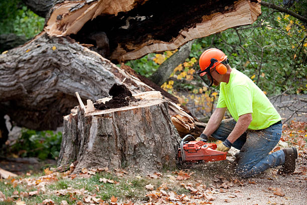 Best Fruit Tree Pruning  in Clive, IA