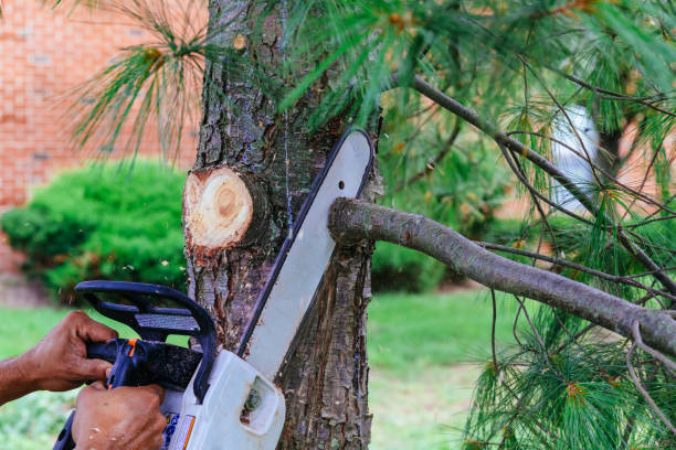 Best Tree Trimming and Pruning  in Clive, IA